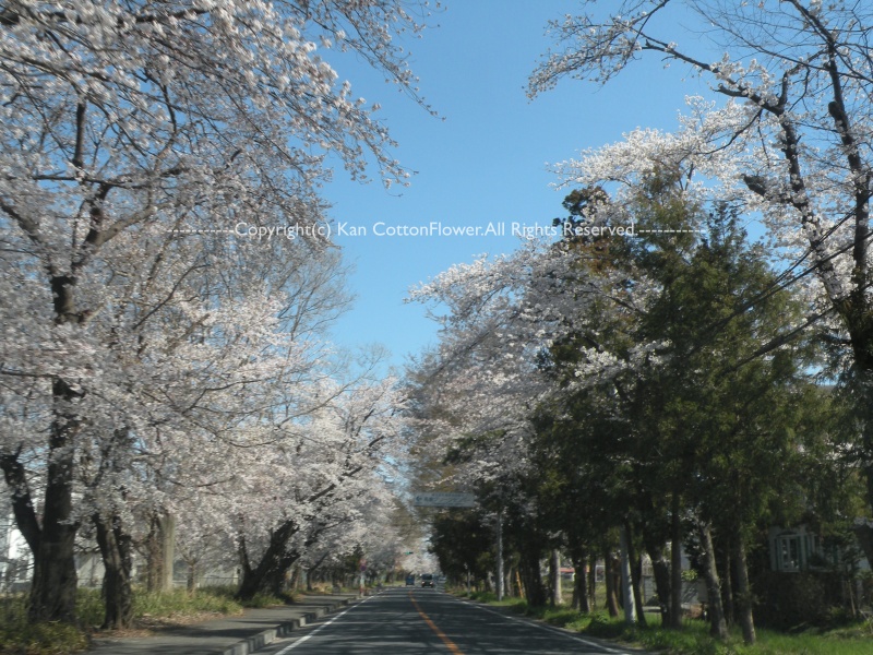 鶴ヶ島　桜並木